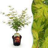 Green boutiQ - Japanse Esdoorn - Acer palmatum Orange Dream - Oranje - 70cm