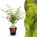 Green boutiQ - Japanse Esdoorn - Acer palmatum Orange Dream - Oranje - 70cm