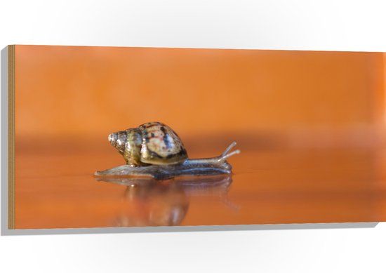 Merkloos / Sans marque Foto op Hout - Kruipende Kleine Slak in Oranje Kleurige Omgeving - 100x50 cm - 9 mm dik