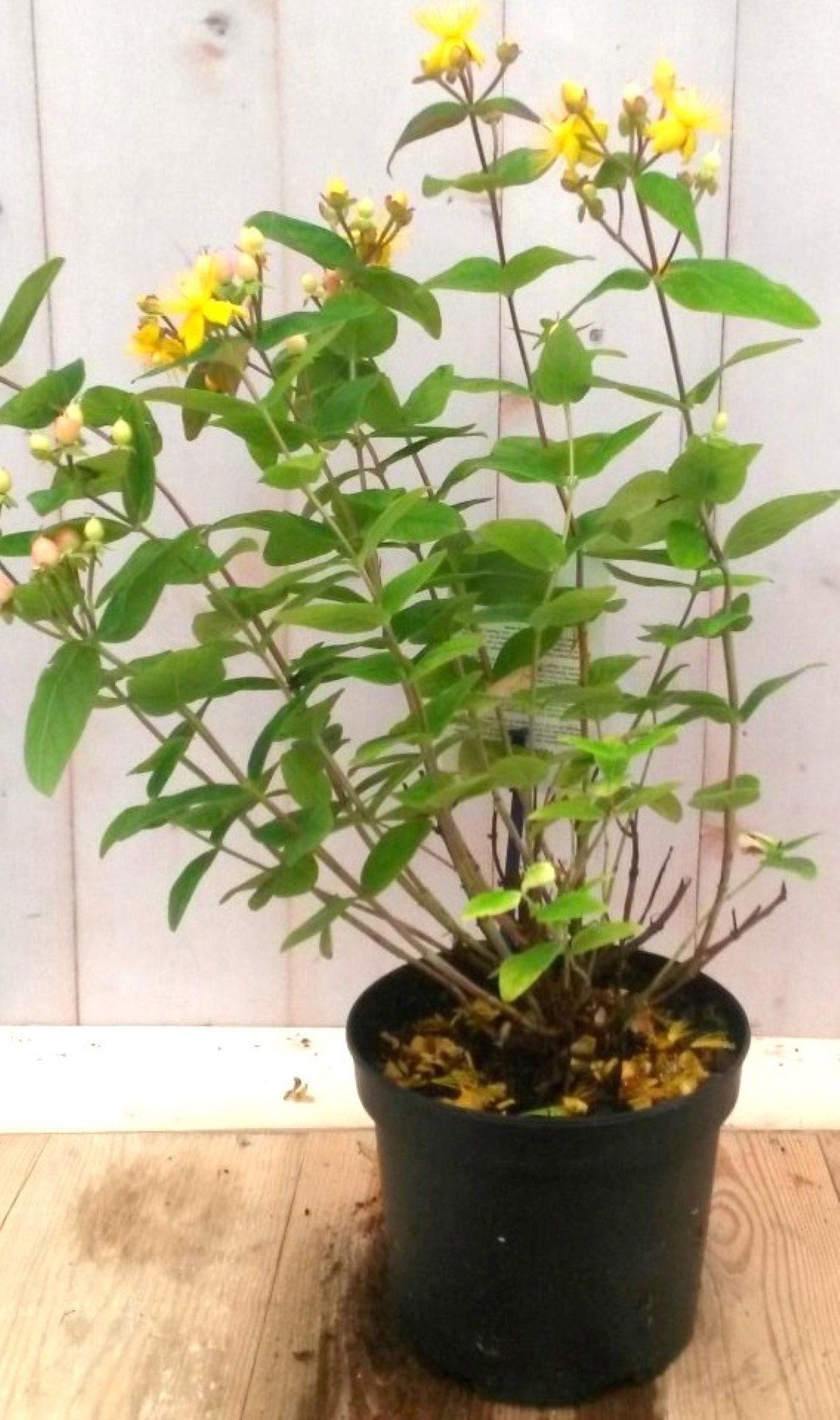 Warentuin Natuurlijk Hypericum Sint-Janskruid