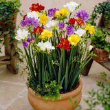 Dutch Bulbs Freesia Dubbel Bloembollen - Mix van 5 soorten - 50 stuks - Meerkleurig