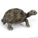 Schleich WILD LIFE Reuzenschildpad Speelgoedfiguur Kinderen