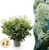 Green boutiQ Skimmia japonica Finchy Terrasplant - Wit - 40+ Bloemen - Winterhard - Pot 19cm