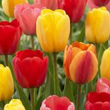 Green boutiQ - 60x Tulipa Darwin Hybride mix