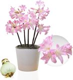 Merkloos / Sans marque Amaryllis Belladonna Bol - Roze - 1 stuk