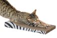 Karlie Kartonnen krabplank Zebra 43,5 x 21,5 x 6 cm