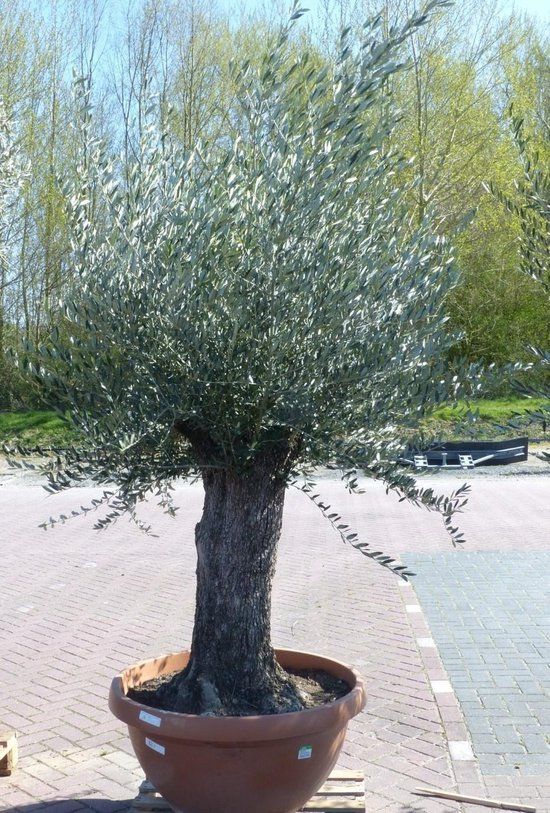 Warentuin natuurlijk - Olijfboom Olea stamhoogte 80 cm en boomhoogte 90 cm