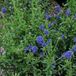 Arborix CEANOTHUS 'EDINBURGH' - Amerikaanse sering 30-40 cm in pot