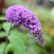 Arborix Buddleja Davidii Purple Emperor ('Pyrkeep') - Vlinderstruik 30-40 cm - Grote pluimen met blauw-lila tot blauw-paarse bloemen
