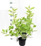 Arborix Bol Cornus Alba 'Gouchaultii' - Geelbonte kornoelje 60-80 cm pot