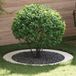 Maison Exclusive - Lot de 5 anneaux pour arbres, blanc, acier, 90/120 cm