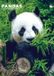 CalendarsRUs Panda A3 Kalender 2027