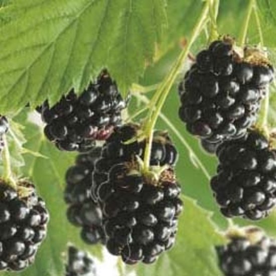 Fruithof Rubus fruticosus Black Satin