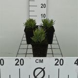 GRDplanten Groendecor Tuinarchitectuur 6x Lavandel - Lavandula ang. 'Dwarf Blue' | 9x9 cm pot