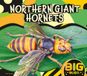 Northern Big Bugs- Northern Giant Hornet - Hardcover