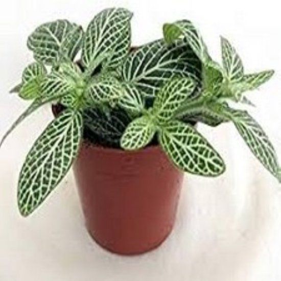 Warentuin Natuurlijk Decoratief Beeld - Kamerplant Fittoria - Kunststof - Wit