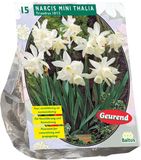 Baltus Narcis Mini Thalia - 1 x 15 bloembollen
