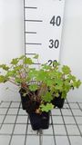 GRDplanten Groendecor Tuinarchitectuur 6x Geranium - Geranium macr. 'Olympic Fire' ('sandy's smile') | 9x9 cm pot