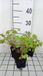 GRDplanten Groendecor Tuinarchitectuur 6x Geranium - Geranium macr. 'Olympic Fire' ('sandy's smile') | 9x9 cm pot
