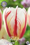 Dutch Flower Lady Carnaval de Rio Triumph Tulpenbollen Bolmaat 12+ 10 Bloembollen