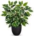 Unyqoos® Plante décorative ficus en pot