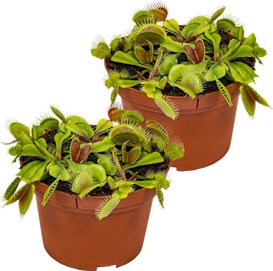 Bloomique Dionaea Muscipula - Vleesetende plant - ⌀12 cm - 2 stuks
