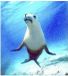 Huile essentielle Seal (Zeehond) Anim