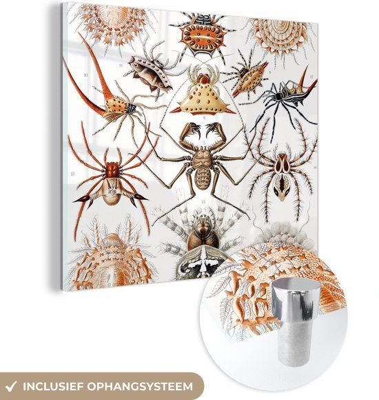MuchoWow® Glass Painting 90x90 cm - Acrylic Glass Painting - Retro - Spider - Ernst Haeckel - Spiders - Photo on Glass - Paintings