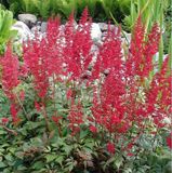 Astilbe 6 x Astilbe Arendsii 'Fanal' - Astilbe Pot 9x9 cm - Fleurs rouges