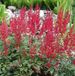 Astilbe 6 x Astilbe Arendsii 'Fanal' - Astilbe Pot 9x9 cm - Fleurs rouges