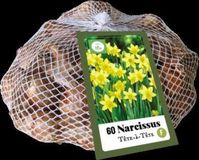 Jub Holland Narcissen Téte-à-Téte bloembollen 50 stuks