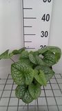 GRDplanten Brunnera 6x Kaukasische vergeet-mij-nietje - Jack of Diamonds | 9x9 cm pot