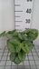 GRDplanten Brunnera 6x Kaukasische vergeet-mij-nietje - Jack of Diamonds | 9x9 cm pot