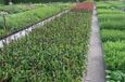 GRDplanten Groendecor Tuinarchitectuur 6x Zonnehoed - Echinacea purp. Fatal Attraction' | pot 9 x 9 cm