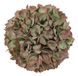 CHALET Kunstplant Eucalyptus Groen/Roze 19x19x19 cm