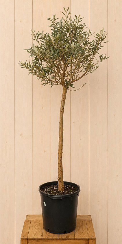 Warentuin Natuurlijk Olea Europaea 200 cm stamhoogte 110 cm Warentuin Natuurlijk