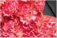 Dietrix Inductie Beschermer - Flowers 12 - Pioen fuchsia - 60x52cm
