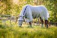 Horseware Vliegendeken Horseware Rambo Protector Met Hals Zilver-blauw - 140/191