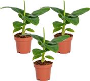 Bloomique Musa Dwarf Cavendish Bananenplant