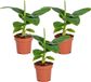 Bloomique Musa Dwarf Cavendish Bananenplant
