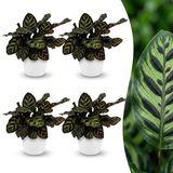 Green boutiQ Calathea Makoyana Pauwenplant - 4 Planten - Pot 12cm - Hoogte 25cm