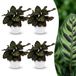 Green boutiQ Calathea Makoyana Pauwenplant - 4 Planten - Pot 12cm - Hoogte 25cm