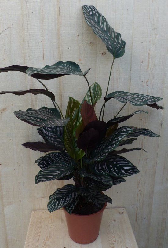 Warentuin natuurlijk - Calathea Ornata Pauwenplant met roze strepen 60 cm kamerplant