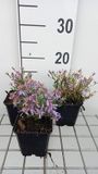 GRDplanten Aster 6x Aster sedifolius 'Nanus' | 9x9 cm pot