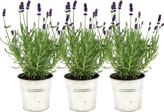 Plants by Frank - Set van 3 Lavandula Angustifolia Felice ® Lavendelplanten - 13 cm pot - Winterhard - Old Look pot