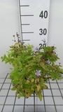Groendecor Tuinarchitectuur 6x Campanula lact. 'Senior' | pot 9x9 cm