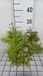Groendecor Tuinarchitectuur 6x Campanula lact. 'Senior' | pot 9x9 cm