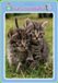 MD CREATIVE Puzzel in een frame met een kleurplaat. Katten - Puzzel