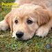 Baker & Bray Puppies Kalender 2027