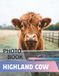Highland Cow Photobook: Raw Strength and Quiet Beauty Revealed Through 40 Remarkable Portraits of Scotland’s Most Iconic Beast